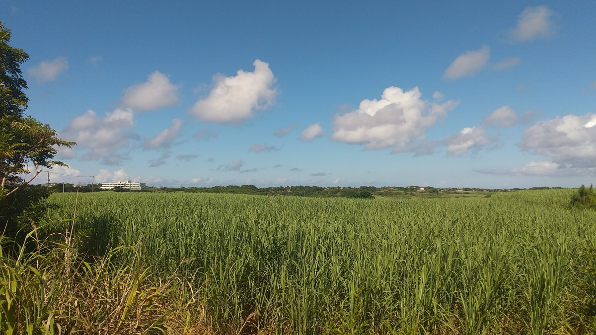 A wide field of tall green sugarcane stretching to a low line of trees and a few buildings on the horizon, under a blue sky with scattered white clouds; a tree and long grass stand at the left edge