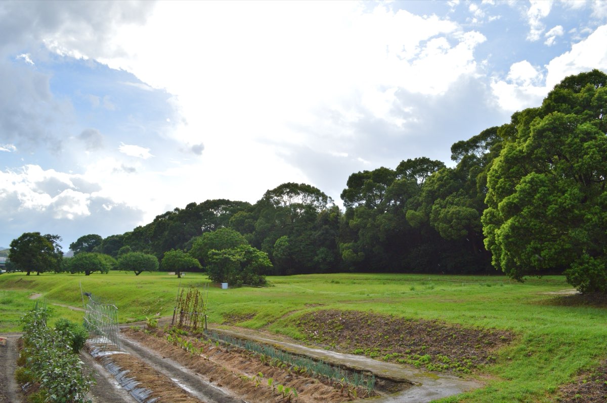 A long, low embankment covered with tall broad-leaved trees stretches across a green field under a partly cloudy sky, with vegetable plots and a small channel in the foreground