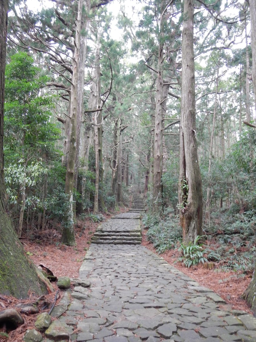 A stone-paved pilgrimage road climbing gently uphill between tall, straight cedar trees, with fallen needles on the ground and a few stone steps in the distance