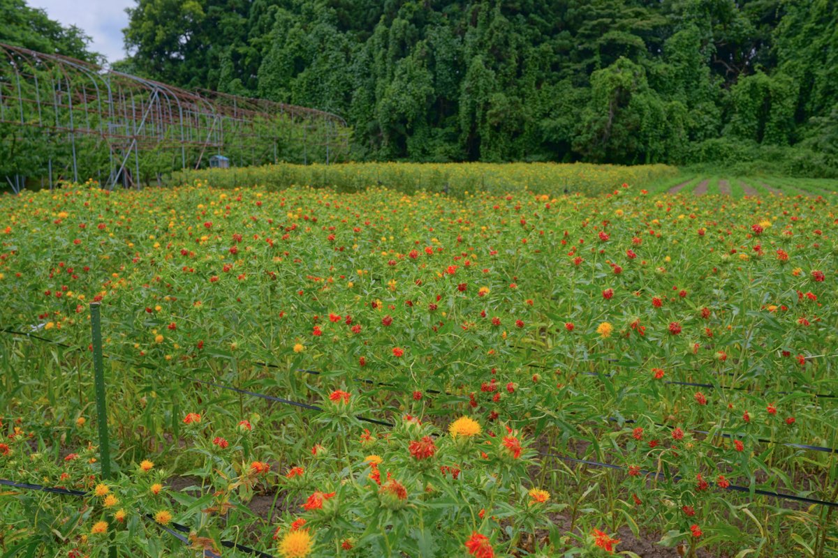A field of safflower in bloom, with yellow and red-orange flowers, in Kahoku, Yamagata, photographed in July 2025